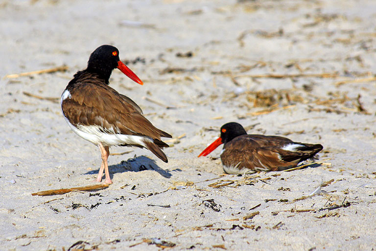 {20110716}birdsnickersonbeach00642